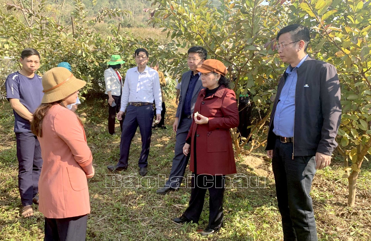 ….thăm mô hình trồng ổi tại xã Hua Nà, huyện Than Uyên.
